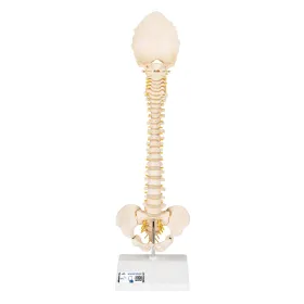 Colonne vertébrale enfant, 3B BONElike A52 - 3B Smart Anatomy