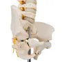 Colonne vertébrale enfant, 3B BONElike A52 - 3B Smart Anatomy