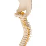 Colonne vertébrale enfant, 3B BONElike A52 - 3B Smart Anatomy