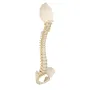 Colonne vertébrale enfant, 3B BONElike A52 - 3B Smart Anatomy