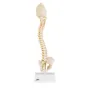 Colonne vertébrale enfant, 3B BONElike A52 - 3B Smart Anatomy