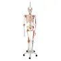 Squelette de luxe Sam, sur support suspendu