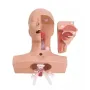 Simulateur de Trachéotomie et Aspiration Bronchique