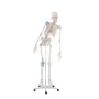 Squelette Max, mobile, marquage des muscles, ligaments