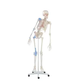 Squelette Max, mobile, marquage des muscles, ligaments
