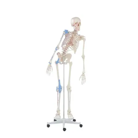 Squelette Max, mobile, marquage des muscles, ligaments