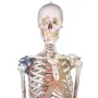 Squelette Max, mobile, marquage des muscles, ligaments