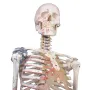 Squelette Max, mobile, marquage des muscles, ligaments