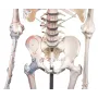Squelette Max, mobile, marquage des muscles, ligaments