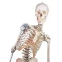 Squelette Max, mobile, marquage des muscles, ligaments