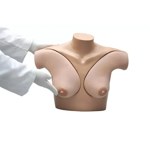 Modèle pour la palpation de cancer du sein