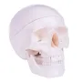 Modèle de crâne avec cerveau
