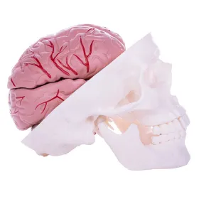Modèle de crâne avec cerveau HeineScientific Modèle de crâne avec cerveau