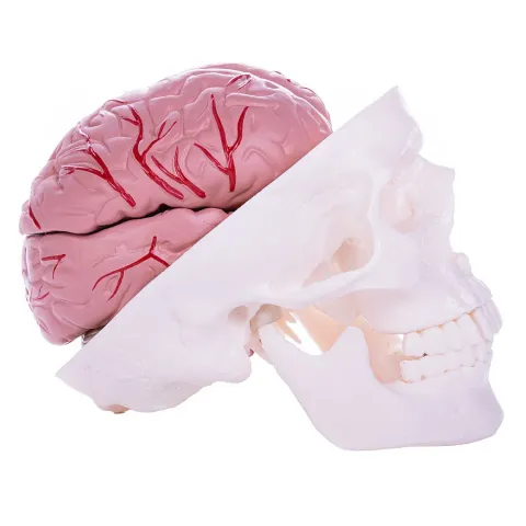 Modèle de crâne avec cerveau