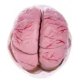 Modèle de crâne avec cerveau