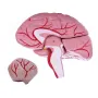 Modèle de crâne avec cerveau