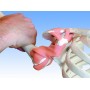 Léo, le squelette avec ligaments, sur support à 5 roulettes 