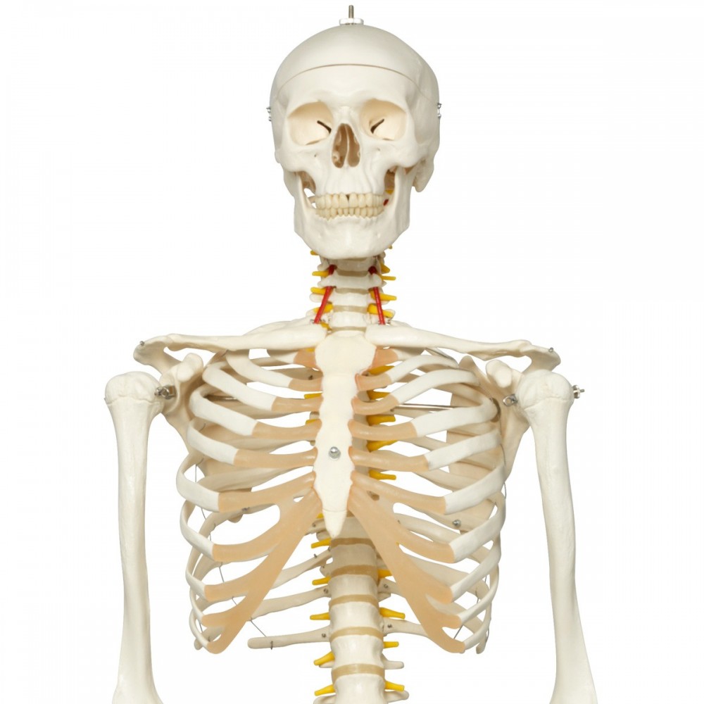 Squelette anatomie Max, sur support à 5 roulettes chez Toomedical