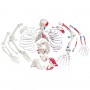Squelette démonté avec représentation des muscles 