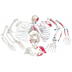 Squelette démonté avec représentation des muscles