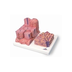 Foie 3B MICROanatomy 