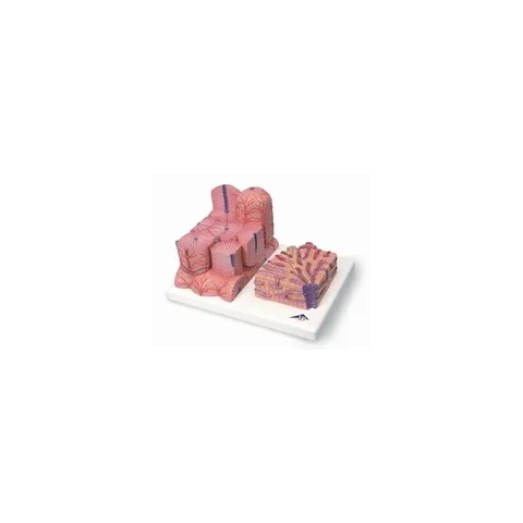 Foie 3B MICROanatomy