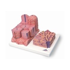Foie 3B MICROanatomy 
