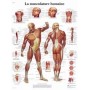 La musculature 