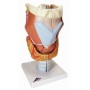 Larynx, agrandi 2 fois, en 7 parties 