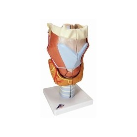 Larynx, agrandi 2 fois, en 7 parties 