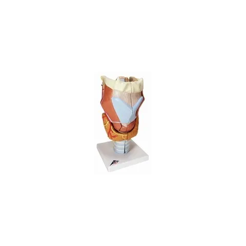 Larynx, agrandi 2 fois, en 7 parties