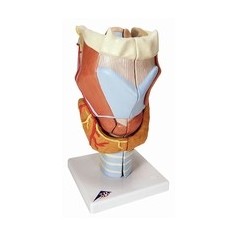 Larynx, agrandi 2 fois, en 7 parties 