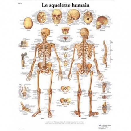 Planche anatomique du squelette humain 50 x 67 cm