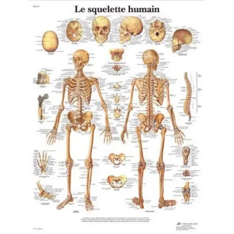 Planche anatomique du squelette humain 50 x 67 cm