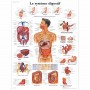 Planche anatomique : système digestif