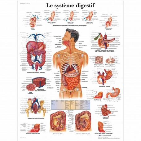 Planche anatomique : système digestif