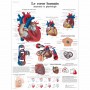 Planche anatomique : Le cœur humain