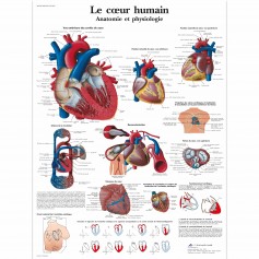 Planche anatomique Le cœur humain, Anatomie et physiologie - 3B Scientific