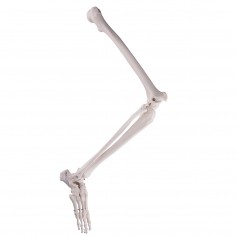 Squelette du membre inférieur
