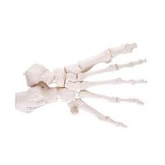 Squelette du pied sur fil de nylon - 3B Scientific