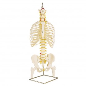 Colonne vertébrale classique flexible avec thorax et moignon 
