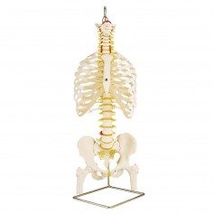 Colonne vertébrale classique flexible avec thorax et moignon 