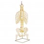 Colonne vertébrale classique flexible avec thorax et moignon 