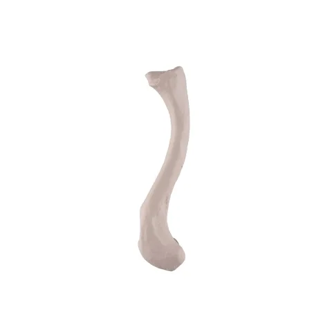 Clavicule, droite