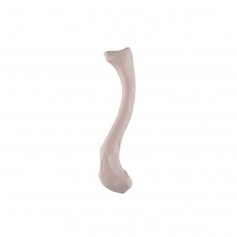 Clavicule, droite 