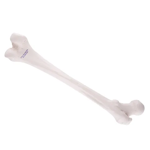 Model d'anatomie de Fémur droit humain