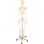 Squelette anatomique ecopro