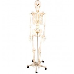 Squelette anatomique ecopro