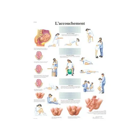 modèle anatomique Accouchement en 5 stades en vente prix promo