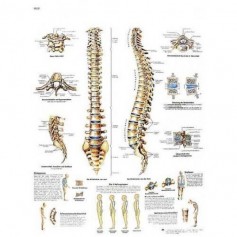 Planche anatomique La colonne vertébrale